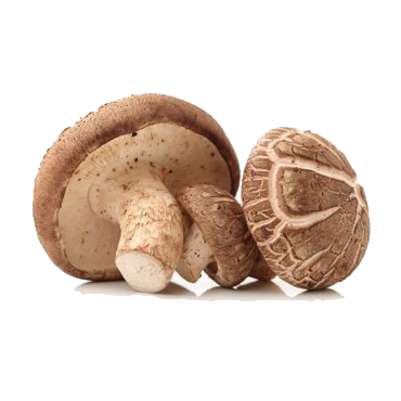 Common Mushroom